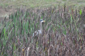 A Great Blue Heron peers over the reeds.
