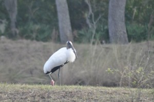 Wood Storks can be found in and around campus ponds.