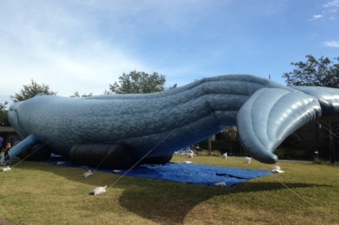 A life-size inflatable blue whale visits Berkeley