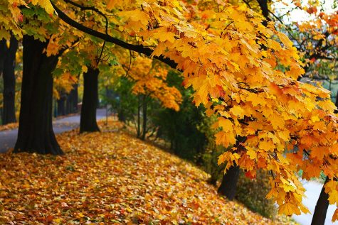 What Fall-Themed Food Should You Eat Right Now?