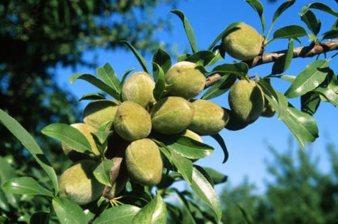 THIRSTY CROP: Almonds Growing on a Tree in the San Joaquin Valley, California. (Photo by Britannica ImageQuest / Len Rue Jr.)