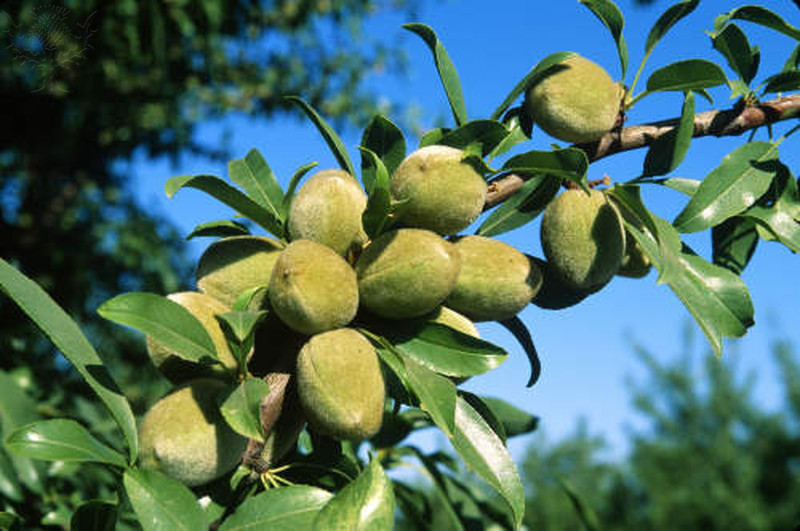 THIRSTY CROP: Almonds Growing on a Tree in the San Joaquin Valley, California. (Photo by Britannica ImageQuest / Len Rue Jr.)